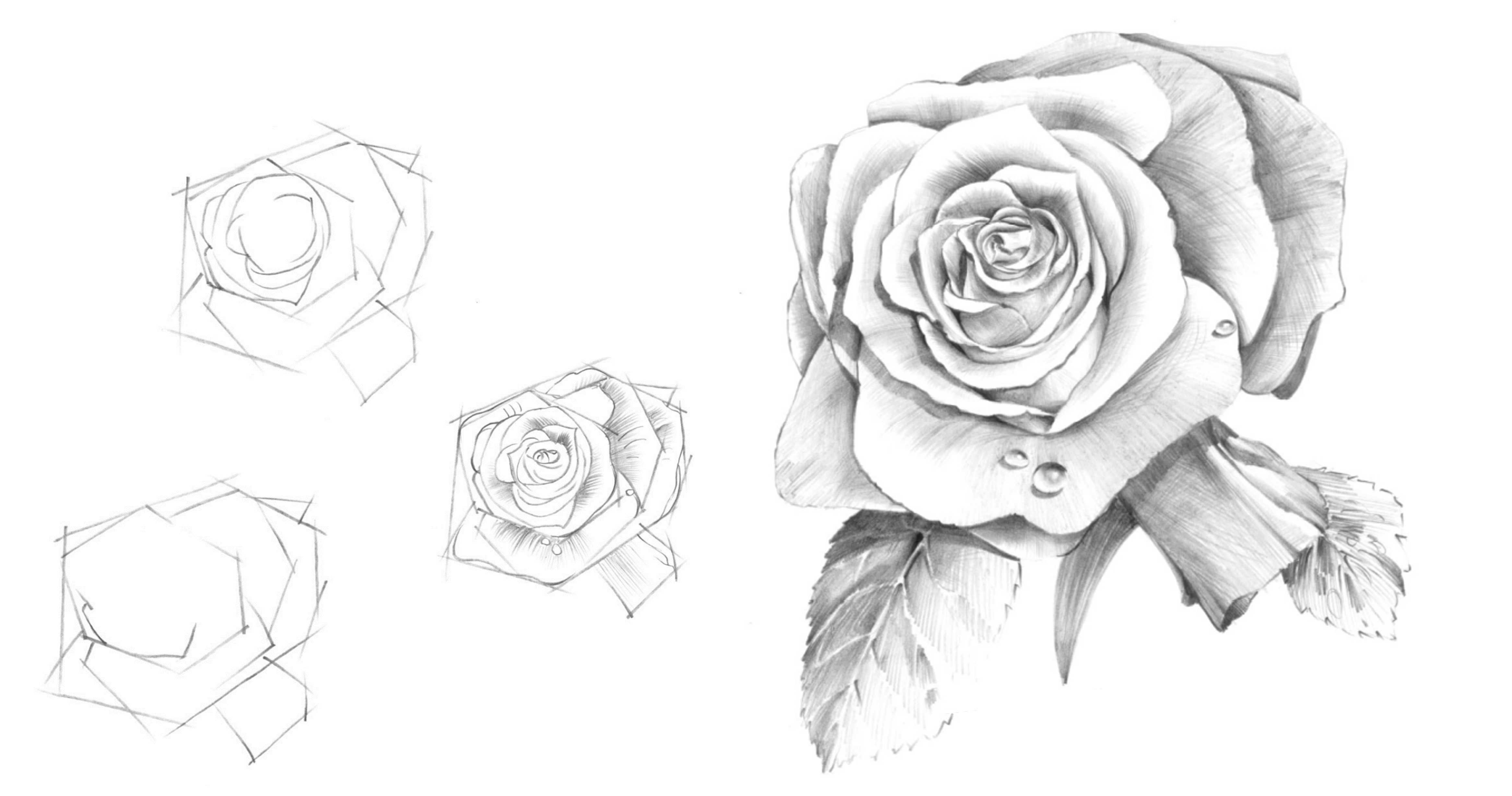 Featured image for rose drawing reference