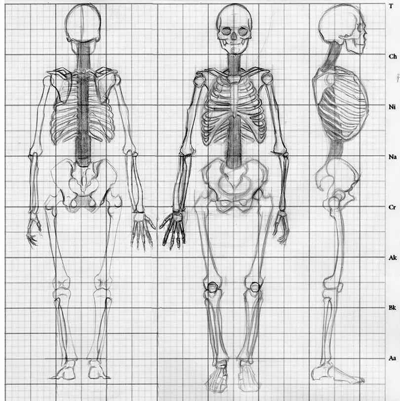 Skeleton Drawing Reference 10