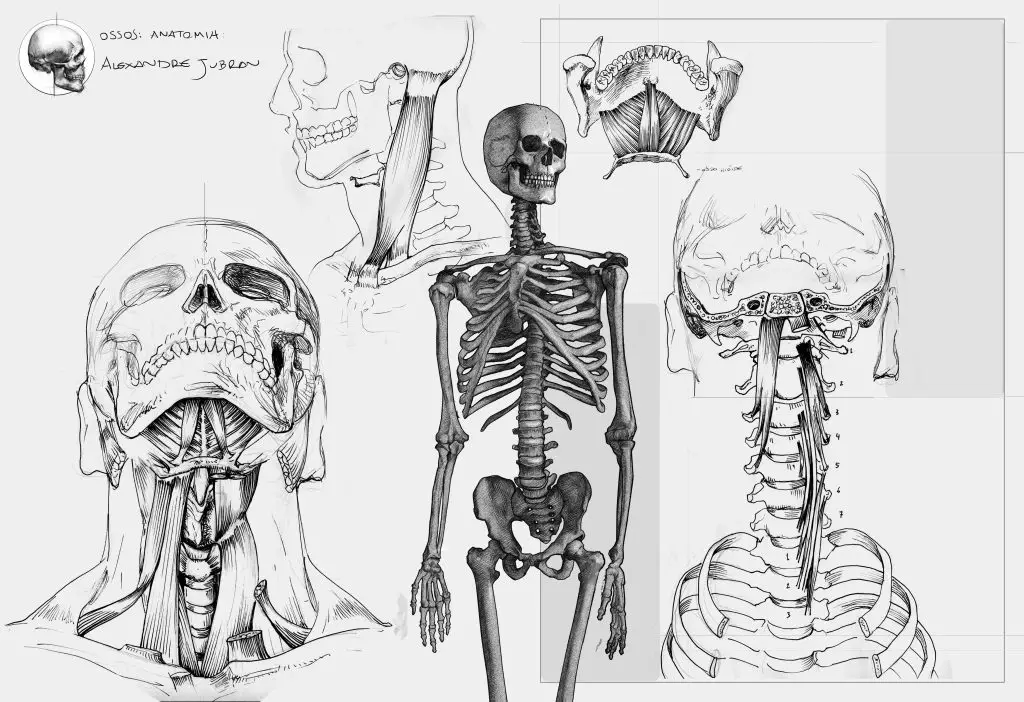 Skeleton Drawing Reference 11