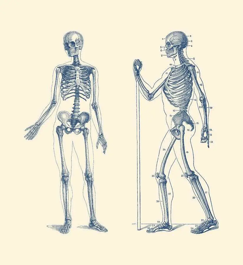 Skeleton Drawing Reference 12