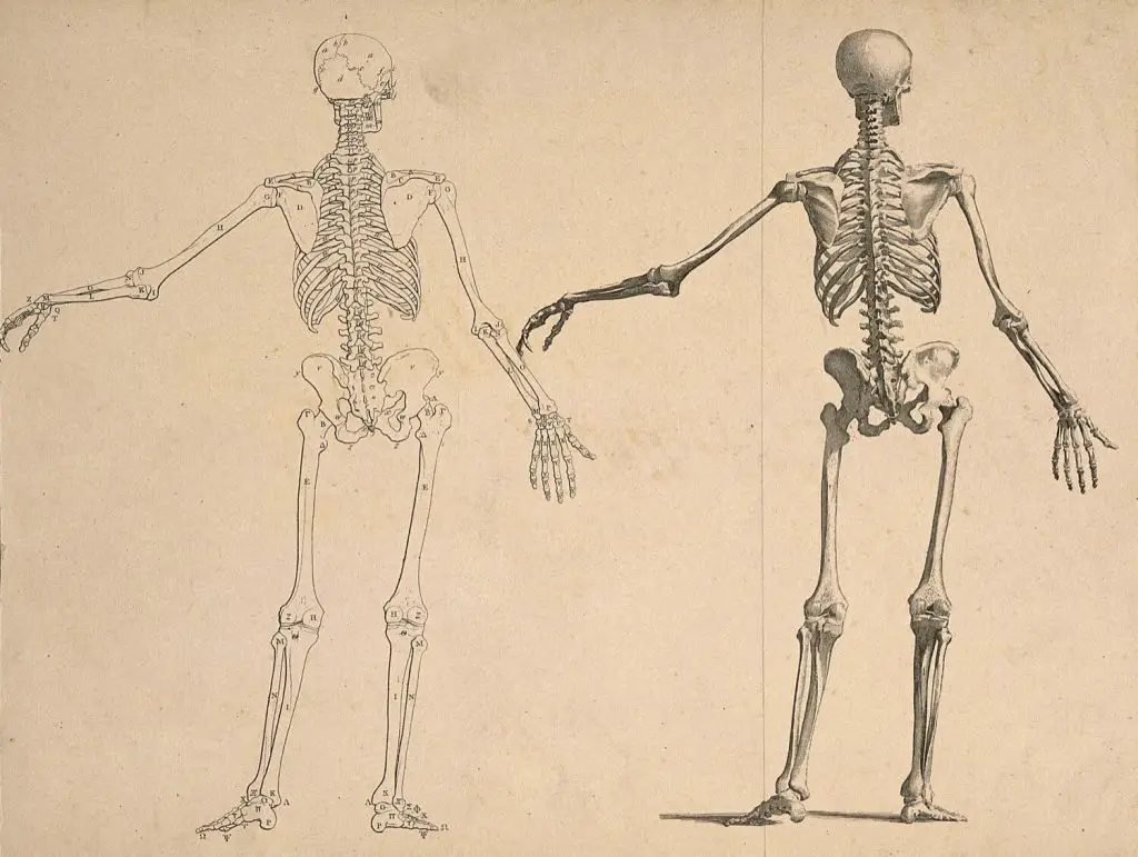Skeleton Drawing Reference 13