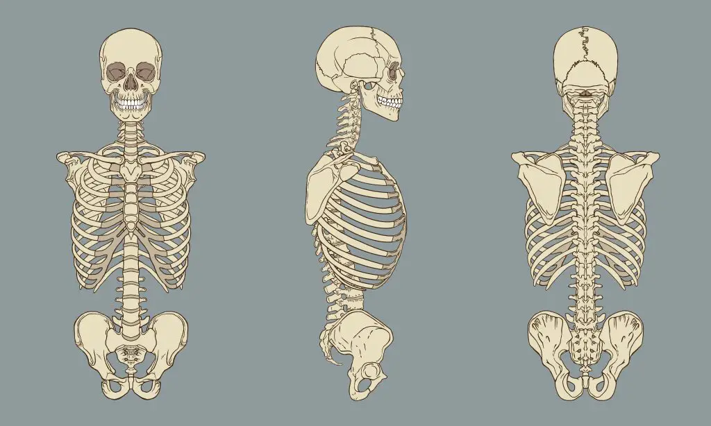 Skeleton Drawing Reference 15