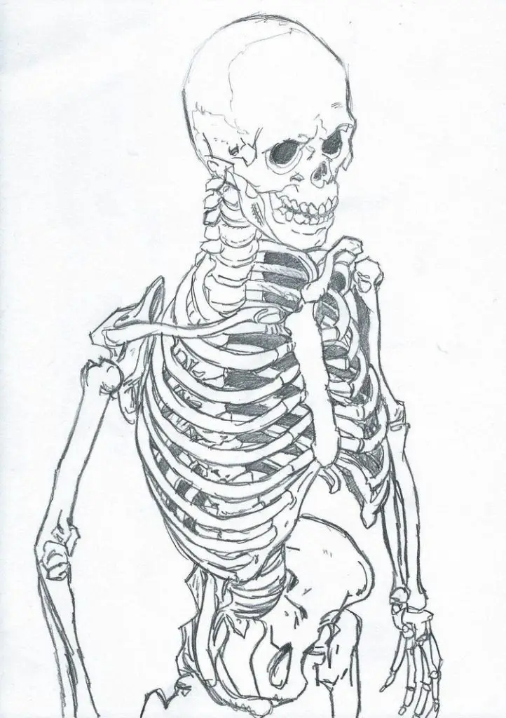 Skeleton Drawing Reference 2