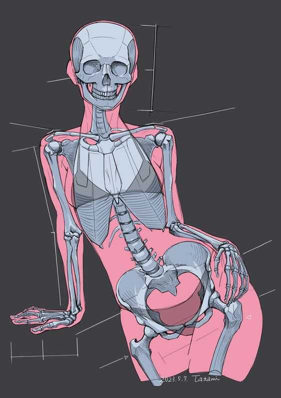 Skeleton Drawing Reference 20