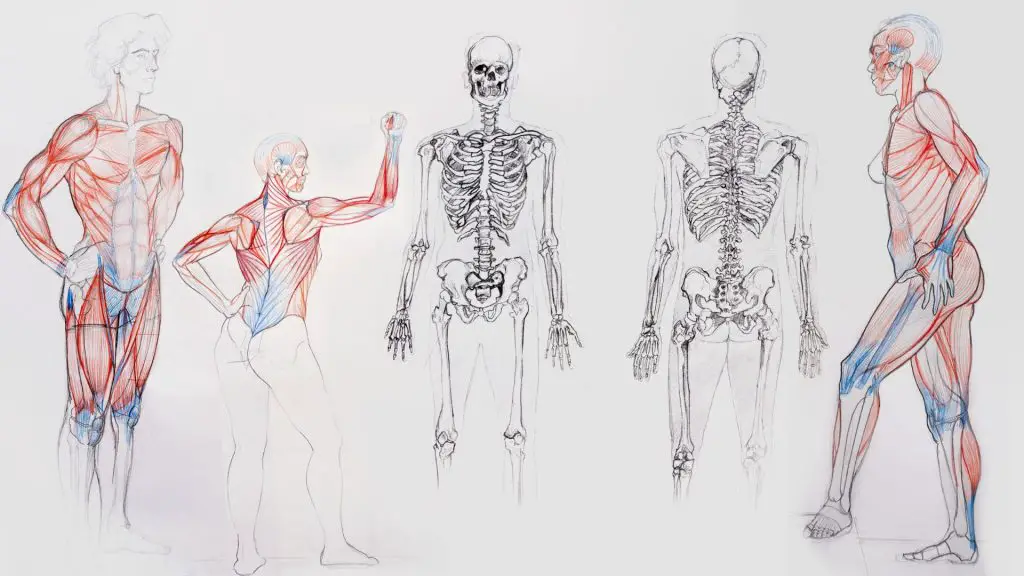 Skeleton Drawing Reference 3