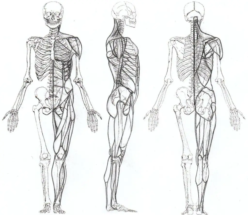 Skeleton Drawing Reference 4
