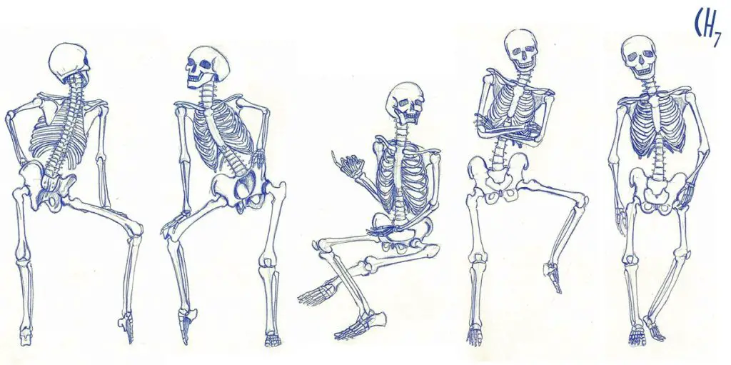 Skeleton Drawing Reference 5