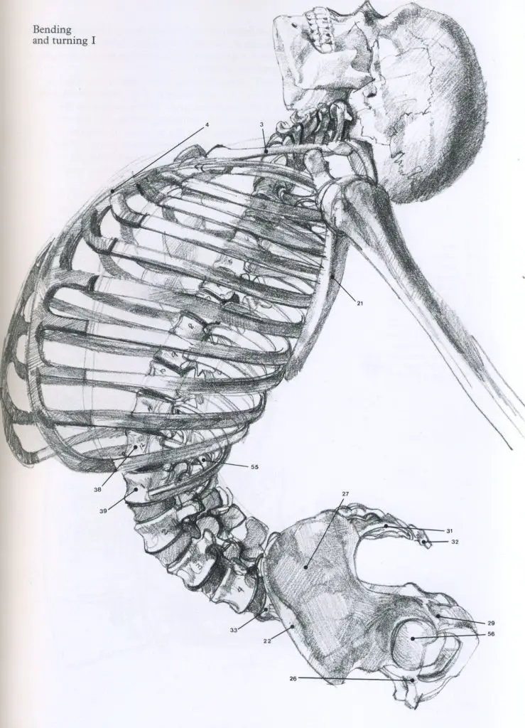 Skeleton Drawing Reference 6