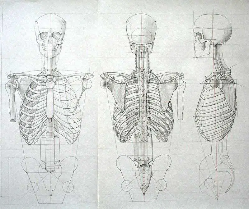 Skeleton Drawing Reference 7