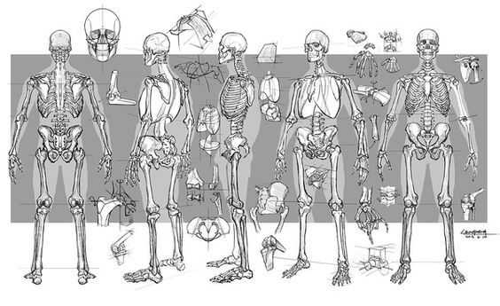 Skeleton Pose Reference 12