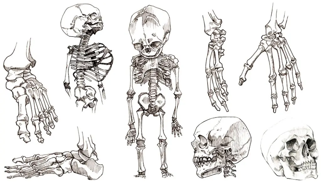 Skeleton Pose Reference 15