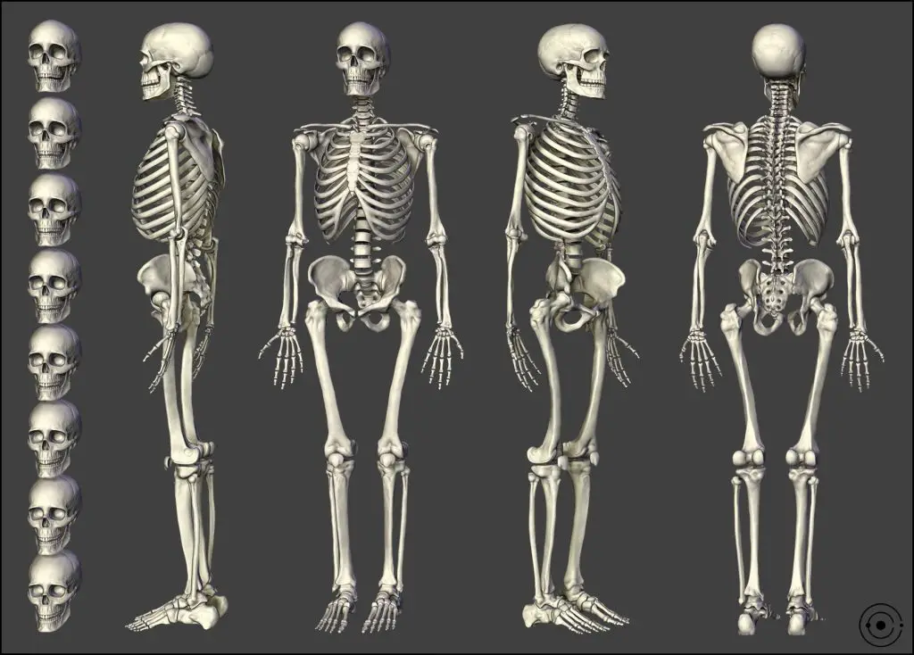 Skeleton Pose Reference 22