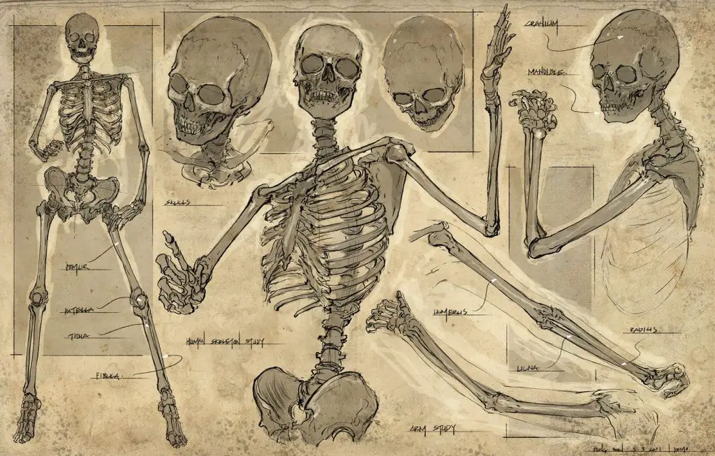 Skeleton Pose Reference 6