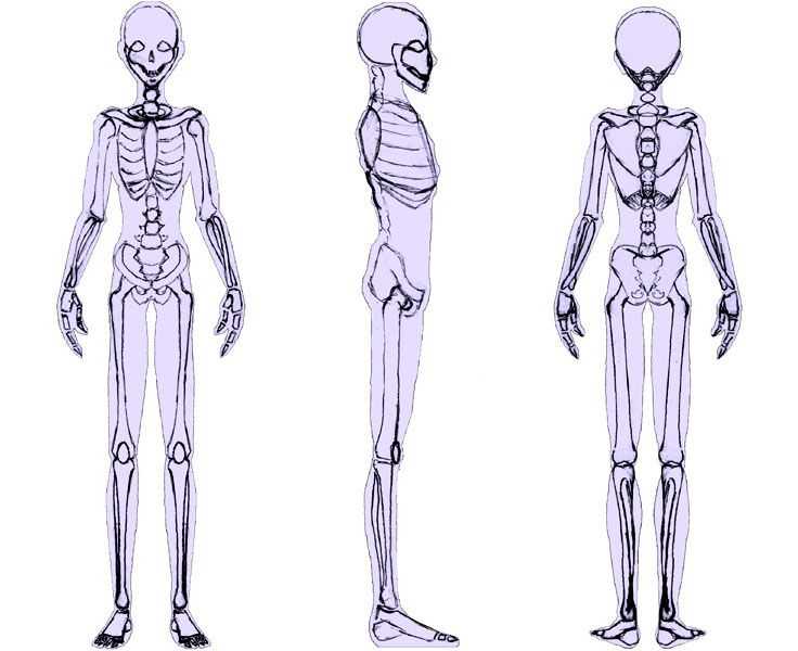 Skeleton Pose Reference 8