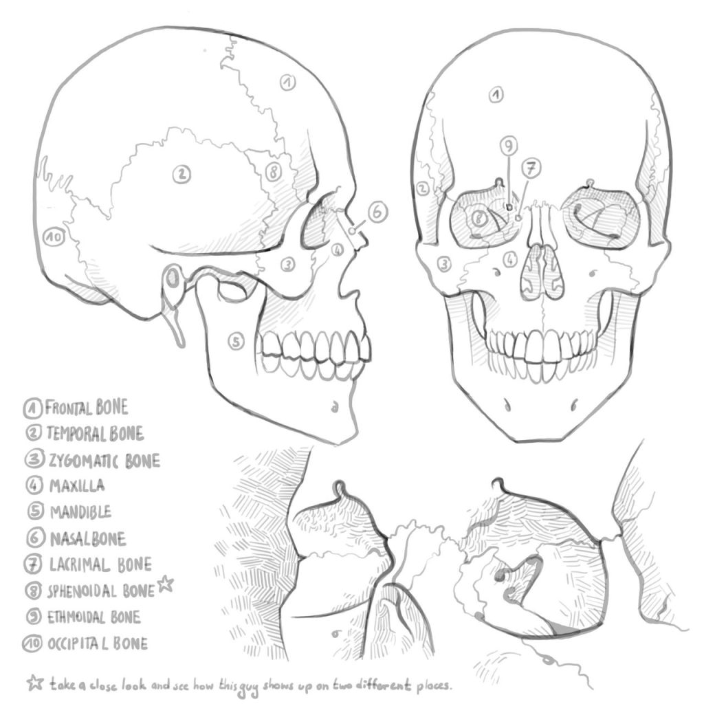 Skull Art Reference 3