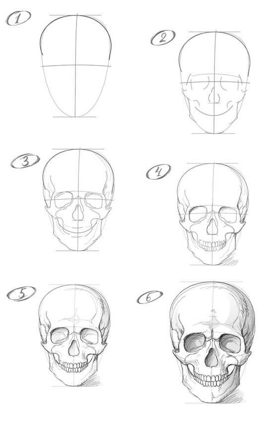 Skull Art Reference 5