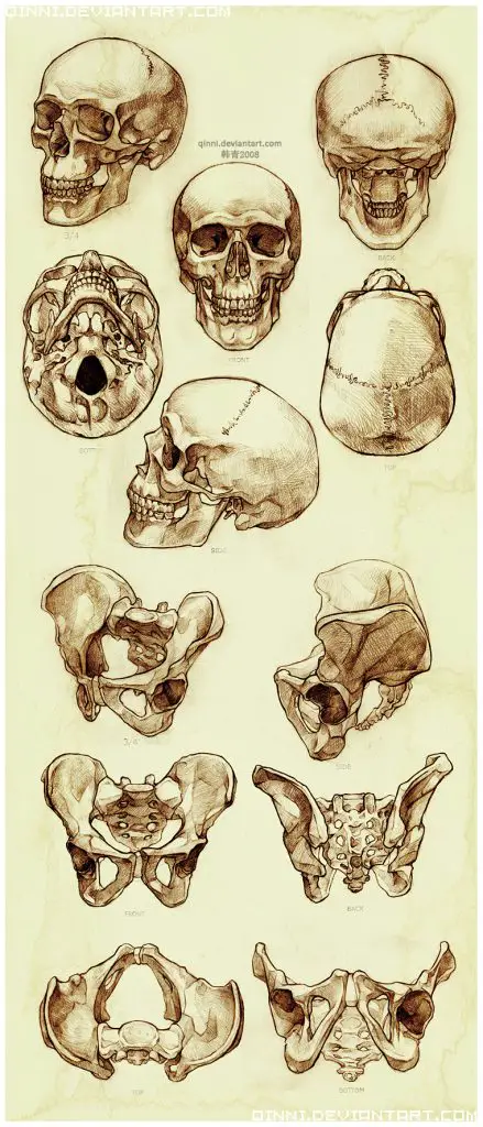 Skull Drawing Reference 2