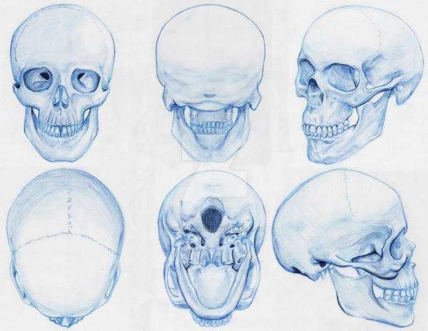 Skull Drawing Reference 5