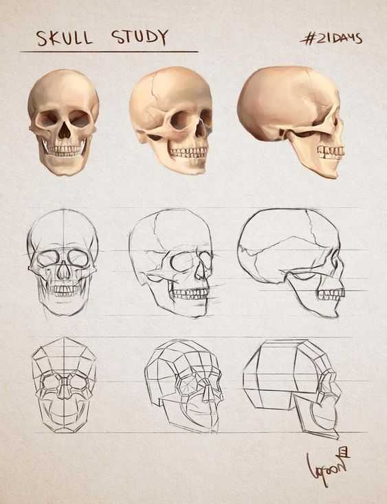Skull Pose Reference 1