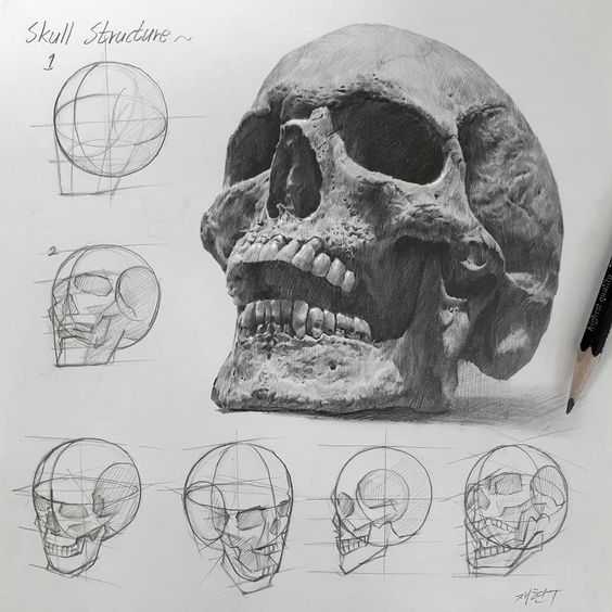 Skull Pose Reference 3