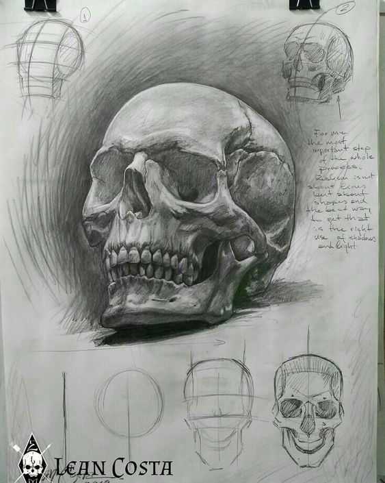 Skull Sketch Reference 1