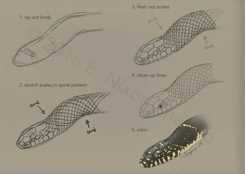 Snake Drawing Reference 1