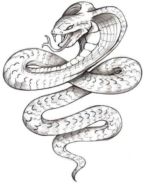 Snake Drawing Reference 3