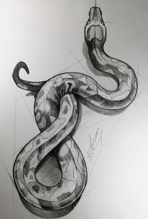 Snake Drawing Reference 4