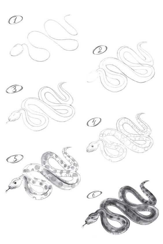 Snake Drawing Reference 5
