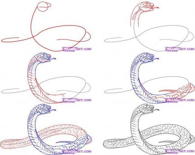 Snake Drawing Reference 7