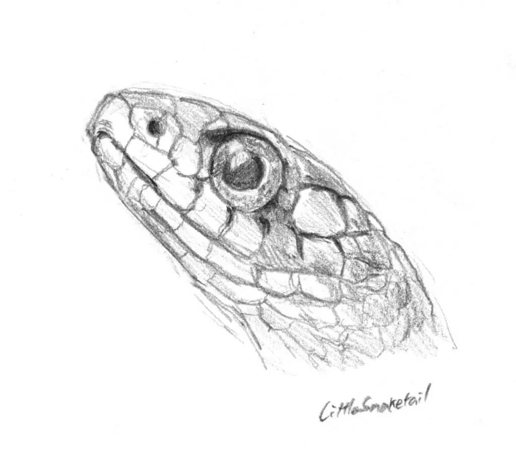 Snake Drawing Reference 8 1024x897