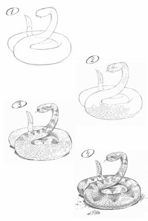 Snake Drawing Reference 9