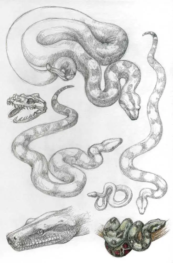 Featured image for snake drawing reference