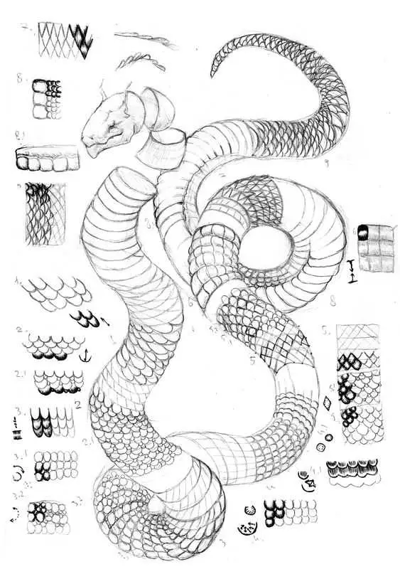 Snake Reference Drawing 12