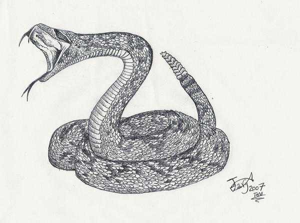 Snake Reference Drawing 25