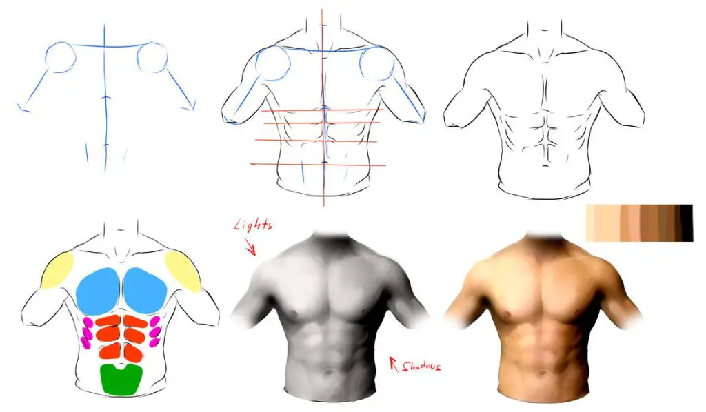 Torso Anatomy Reference5