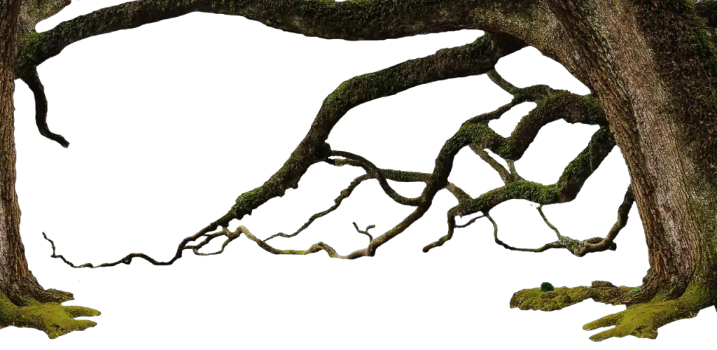 Tree Branch Reference 14 1024x500
