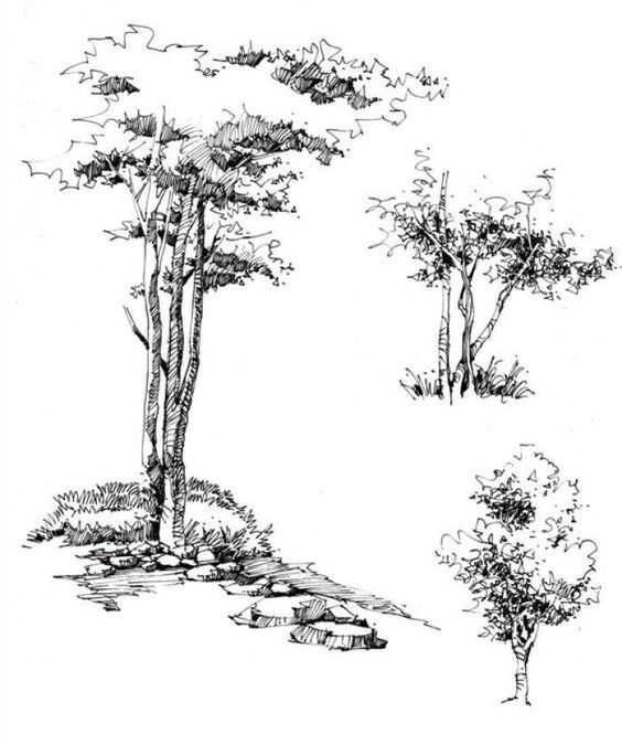 Tree Drawing 33