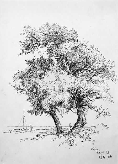 Tree Drawing 35