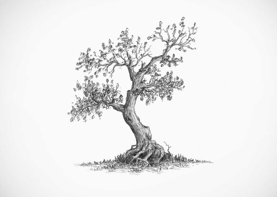 Tree Drawing Realistic 16