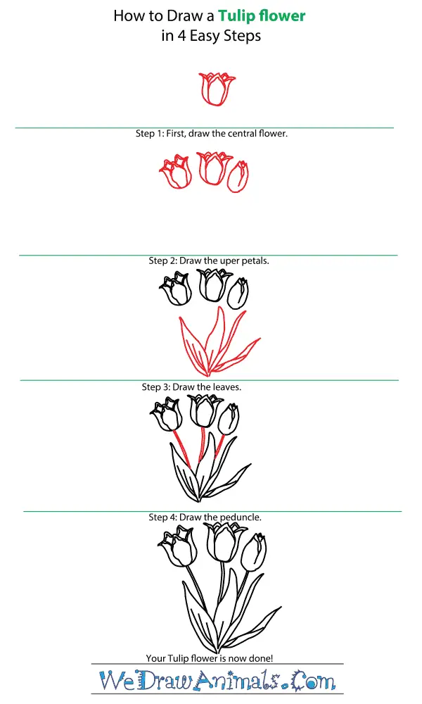 Tulip Drawing 11
