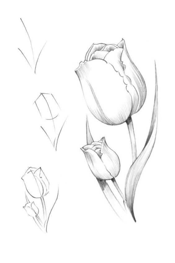 Tulip Drawing 12