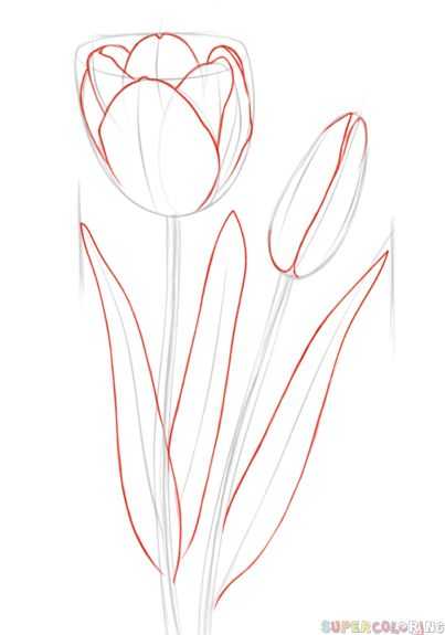 Tulip Drawing 13