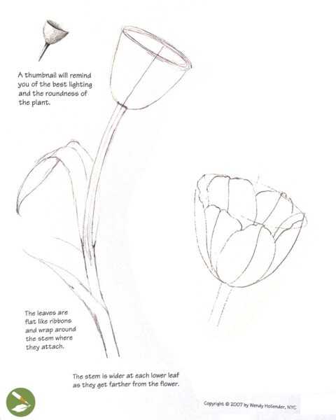 Tulip Drawing 15