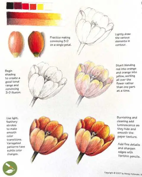 Tulip Drawing 16