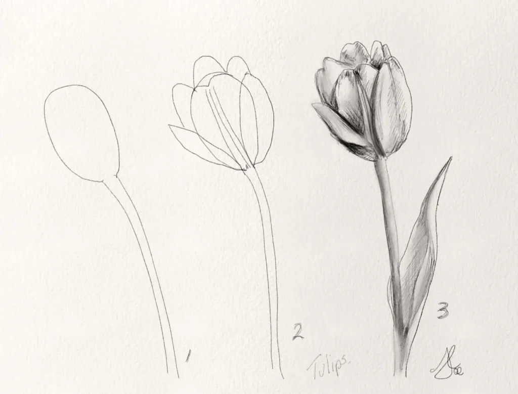 Tulip Drawing 18 1024x779