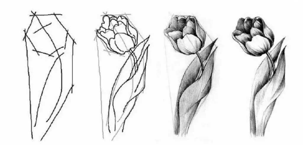 Tulip Flower Drawing 1 1024x492