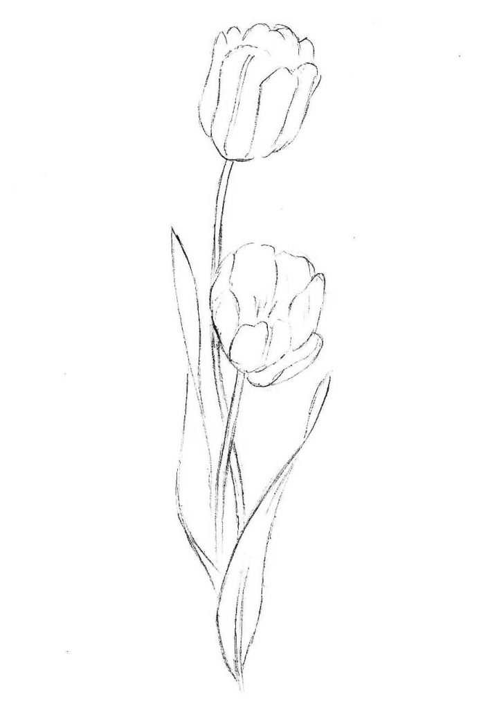 Tulip Flower Drawing 10 708x1024