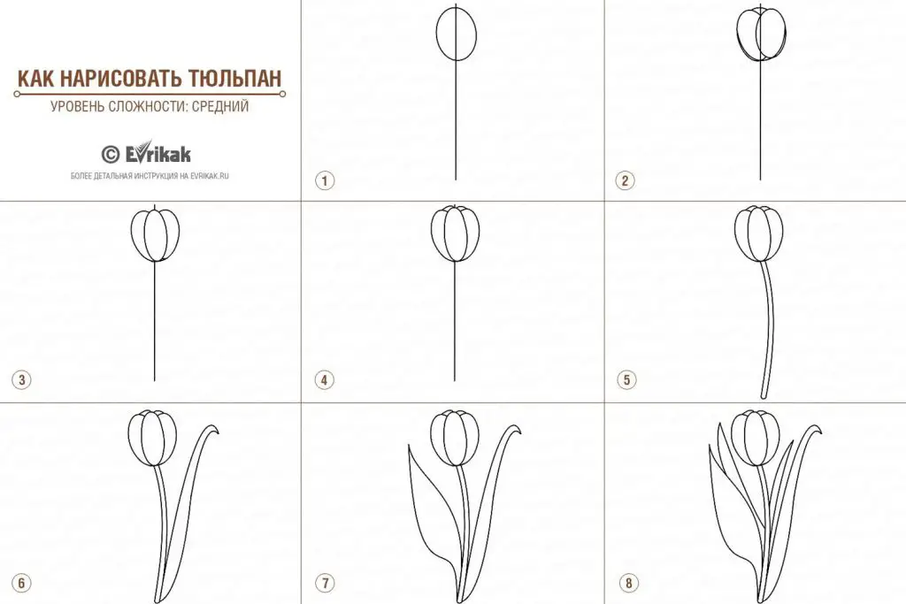 Tulip Flower Drawing 2 1024x683