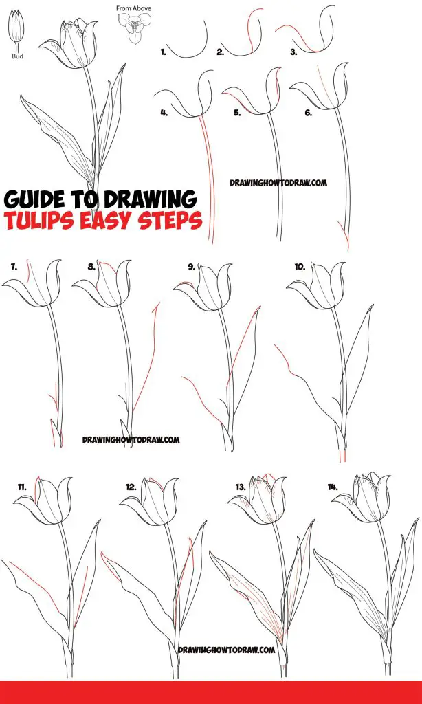 Tulip Flower Drawing 5 614x1024